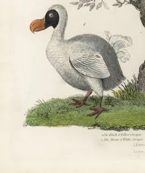 Dodo, Raphus cucullatus, utdødd flygeløs fugl (tidligere Didus ineptus). Håndfarget kobberstikk av en ukjent kunstner fra William Smellies Natural History.