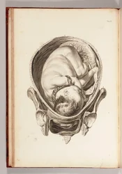 Gravering av et barn i livmoren fra "A Set of Anatomical Tables, with Explanations, and a Abridgement, of the Practice of Midwifery", 1754