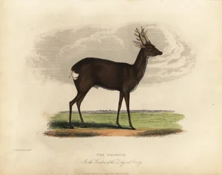 Europeisk rådyr, Capreolus capreolus.