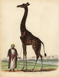 Giraffe, Giraffa camelopardalis.