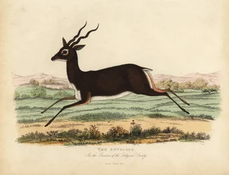 Indisk antilope eller svartbukk, Antilope cervicapra.