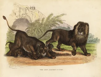 Løve, løvinne og unger, Panthera leo.