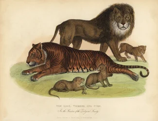 Løve, Tigress og Unger.