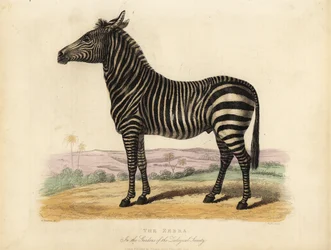 Plains sebra, Quagga-hest.