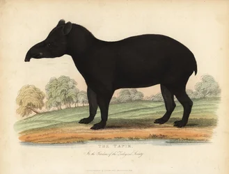 Søramerikansk tapir, Tapirus terrestris, sårbar.