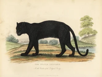 Den svarte leoparden, Panthera pardus.