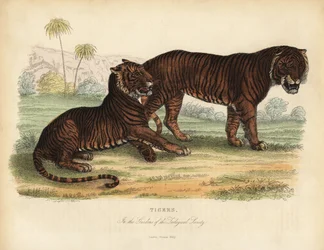 Tiger, Panthera tigris, truet.