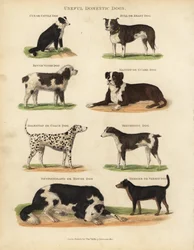 Nyttige tamhunder, Canis lupus familiaris.