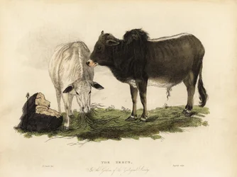 Zebu, den indiske bos.