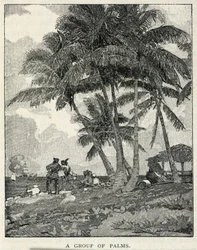 En gruppe palmer, fra The Century Magazine, februar 1887