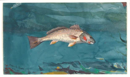 Kanalbass