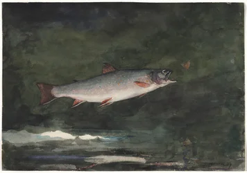 Sprangende ørret, 1889.