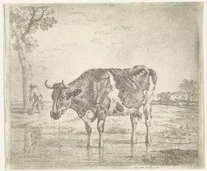 drikke ku