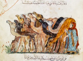 Ms Ar 5847 f.101, Kamel flokk, fra «Al Maqamat» (Møtene) av Al Hariri, ca. 1240