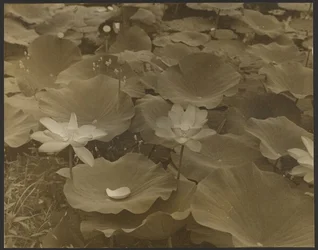 [Lotusblomst].