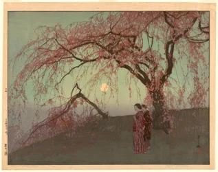 Kumoi kirsebærtrær (Kumoi sakura)