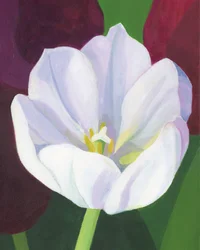 Elegant hvit tulipan
