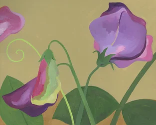 Lilla blomster av duftende erter