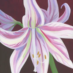 Fargerik stripet amaryllis