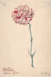 En nellik Hollandia Liberata, 1675.