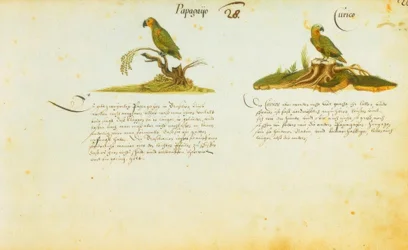 Zacharias Wagner, Papagayo / Curico
