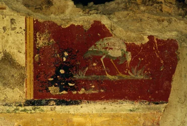 Fugl, freskefragment, Salus Augusta Temple-Cryptoporticus, gamle romerske byen Urbs Salvia, Urbisaglia, Marche, Italia (bilde)