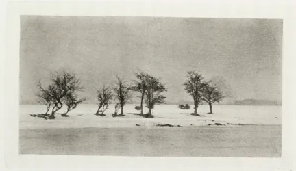 'Knisete tornetrær'
