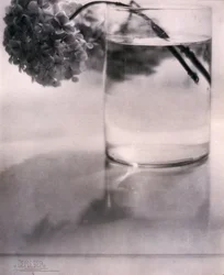 Hortensia, ca 1907