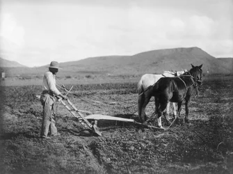 Indianer som pløyer landet sitt, Sacaton Indian Reservation, Arizona, ca. 1909 (s/hvitt-bilde)