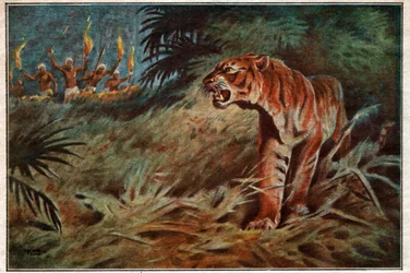 Mann eater tiger