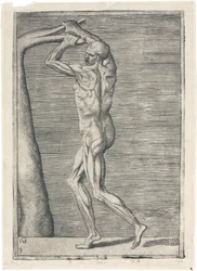 Muskler Anatomisk studie av mannlig muskulatur; mann som bryter en gren, ca 1555