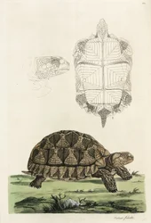 Ansporet skilpadde
