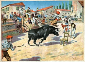 Okser i Camargue. Tyrefekting i Camargue.