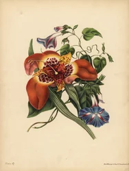 Den meksikanske tigerblomsten, Tigridia pavonia, Change; Den blå major Convolvulus, Natt