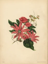 Racemosen Pasjonsblomst, Passiflora racemosa, Religiøs overtro