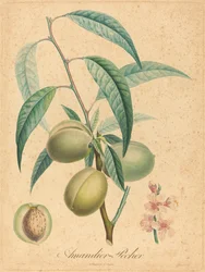 Mandel - fersken