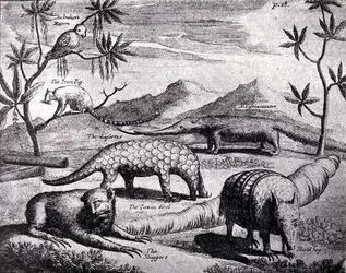 Creatures of the Northern River Plate, som avbildet av en tidlig kunstner, fra Nierhoffs Voyages and Travels, fra The Romance of the River Plate, Vol. I, av W.H. Koebel, 1914