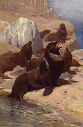 Kalifornisk sjøløve