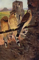 Tårnfalk