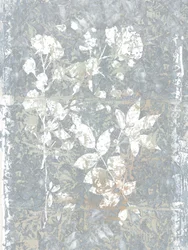 Abstrakt: Grey Botanicals