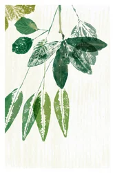 Botaniske grønne blader