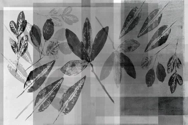 Monokrome botaniske lag