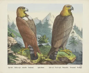 Aigle doré. / Kongeørn. / Goldadler. / Goudarend. / Aquila dorato. / Aigle royal. / Kongelig ørn. / Königsadler. / Steenarend. / Ossifrago (tittel på objekt)