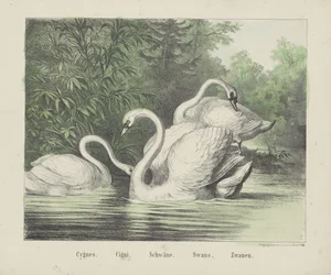 Svaner. / sigaretter. / Svaner. / Svaner. / Zwanen (tittel på objekt)