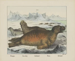 Phoque. / Sjø hund. / Seehund. / Foca. / Segl (tittel på objekt)