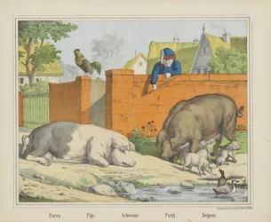 Svinekjøtt / griser / Schweine / Porgi. / Boars (tittel på objekt)