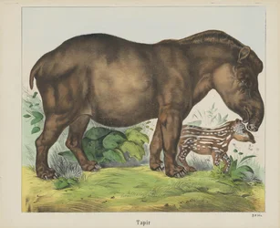 Tapir (tittel på objekt)