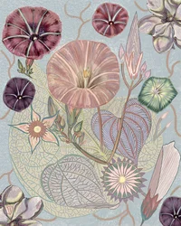Delikate morgenblomster