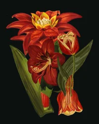 Elegante botaniske blomster