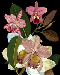 Elegante rosa orkideer